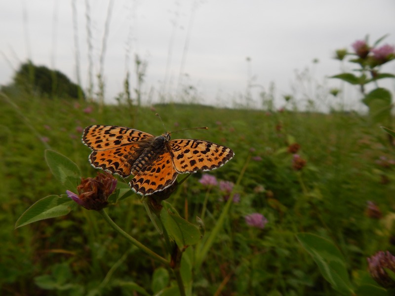 Pista di decollo...per farfalle